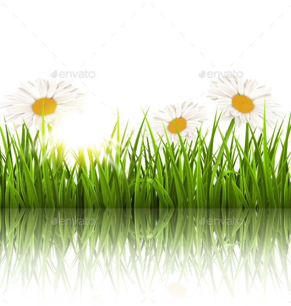 GraphicRiver Grass Lawn with White Chamomiles and Reflection 11200293 GraphicRiver Grass Lawn with White Chamomiles and Reflection 11200293