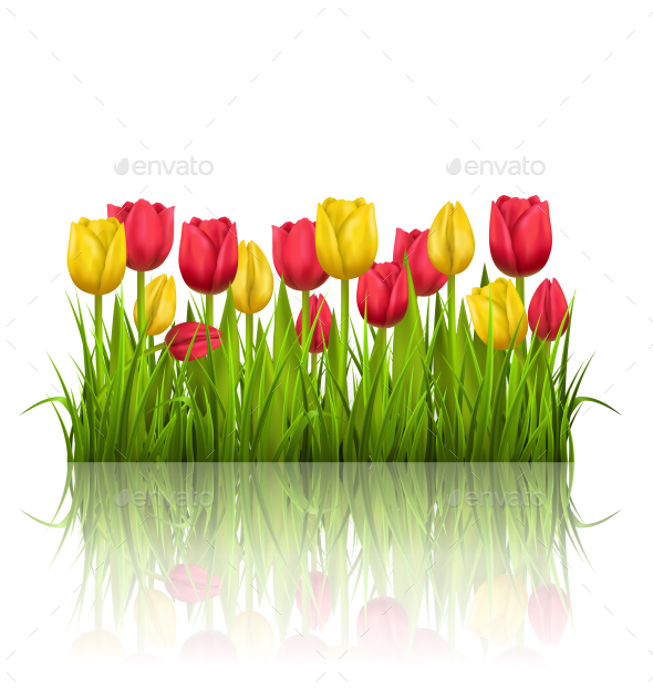 GraphicRiver Yellow and Red Tulips and Reflection 11200325 GraphicRiver Yellow and Red Tulips and Reflection 11200325