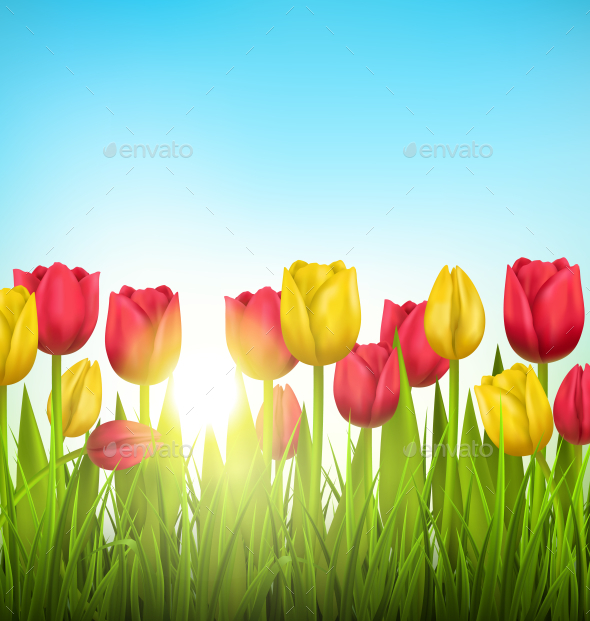 Grass Lawn with Yellow and Red Tulips and Sunlight (Flowers & Plants)