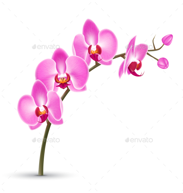 Branch of Pink Orchid Isolated on White Background (Flowers & Plants)