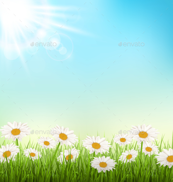 White Chamomiles and Sunlight on Sky Background (Flowers & Plants)