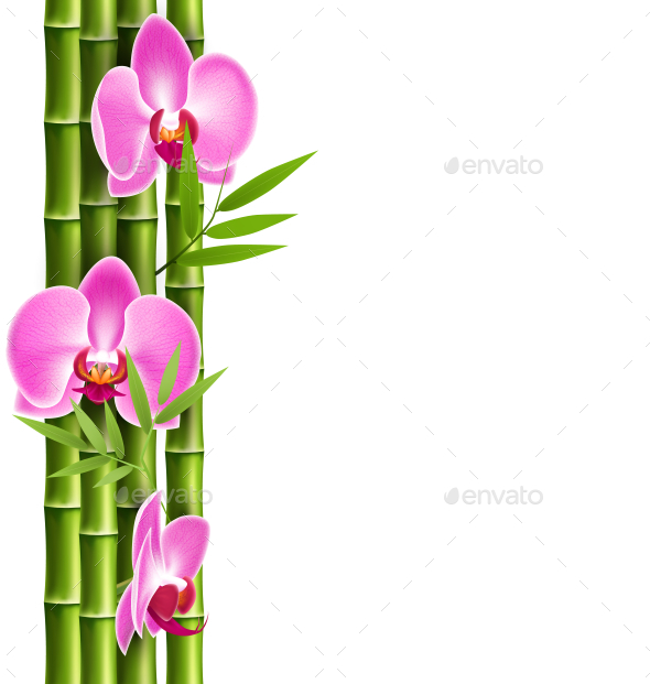 Orchid Pink Flowers with Bamboo Isolated on White (Flowers & Plants)