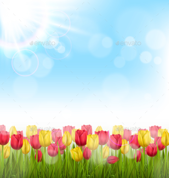 Yellow and Red Tulips and Sunlight on Blue Sky (Flowers & Plants)