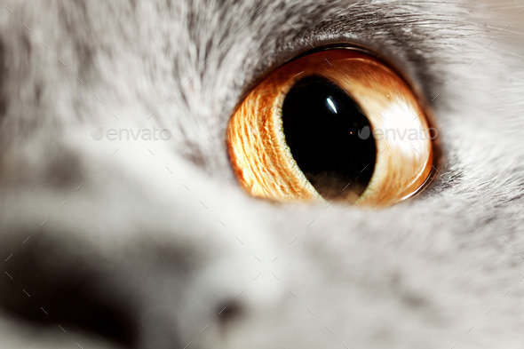 Yellow eye of gray British cat (Misc) Photo Download