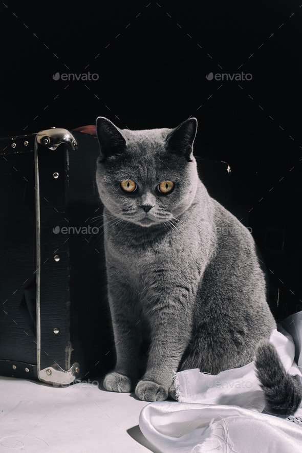 Gray British cat sitting near suitcase (Misc) Photo Download