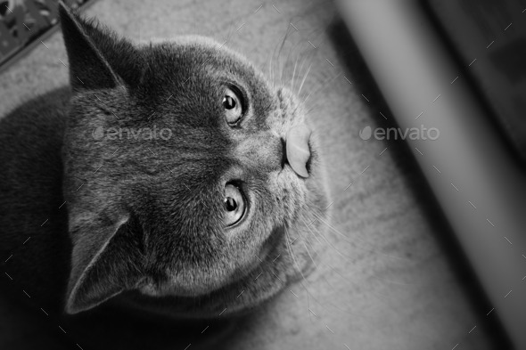 Grey british cat close up (Misc) Photo Download