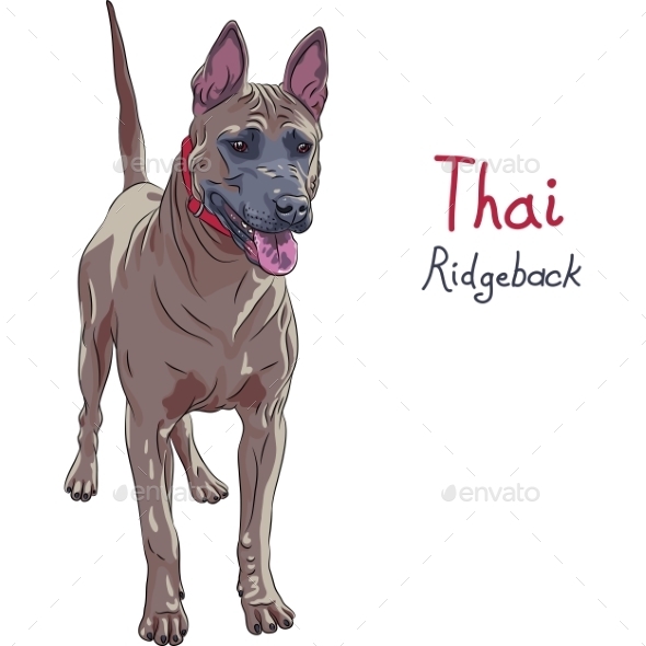 GraphicRiver Thai Ridgeback Dog Breed 11203200 GraphicRiver Thai Ridgeback Dog Breed 11203200