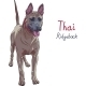 Vector Color Sketch Thai Ridgeback Dog Breed - 2