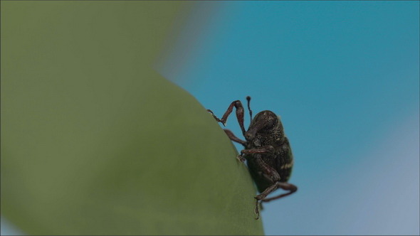 Hylobius Abietis on the Leaf Hylobius Abietis on the Leaf