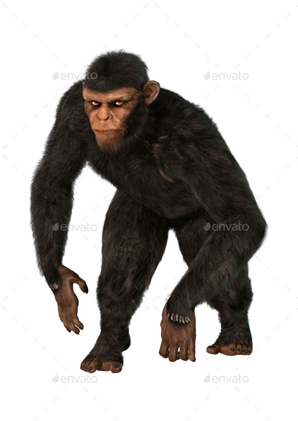 Chimpanzee (Misc) Photo Download