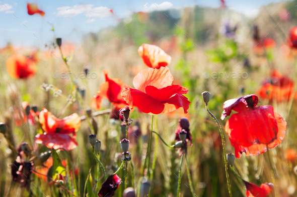 Poppy Close-up (Misc) Photo Download