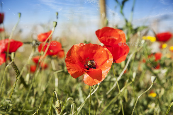 Poppy in a summer meadow (Misc) Photo Download