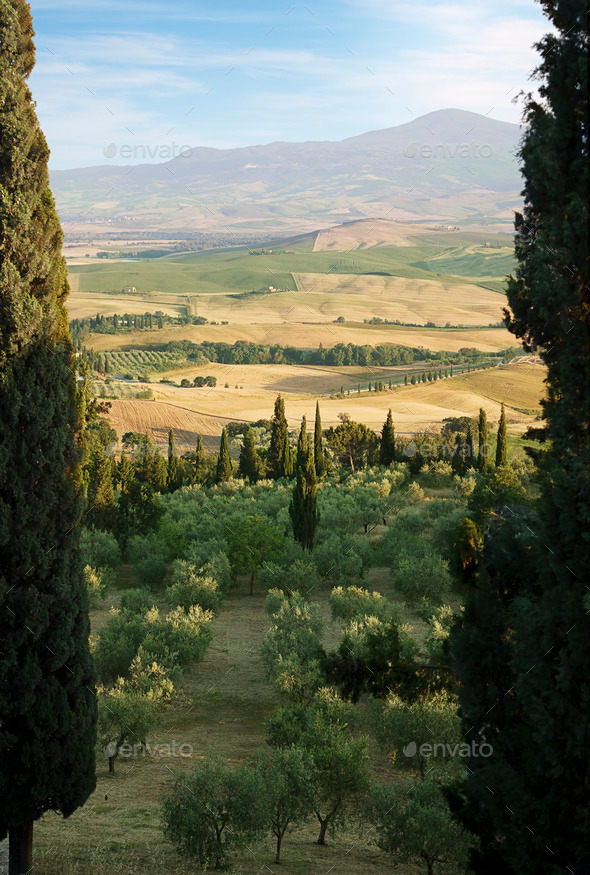 Tuscany Landscape with cypress (Misc) Photo Download