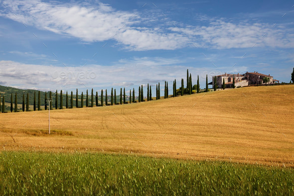 Farmhouse with cypress, Tuscany (Misc) Photo Download