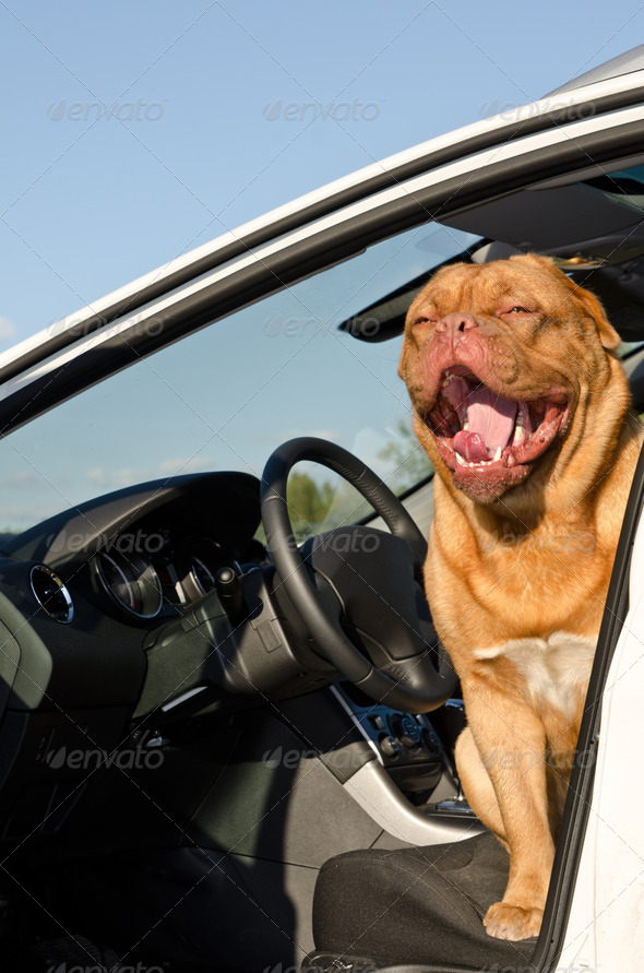 Yawning driver dog