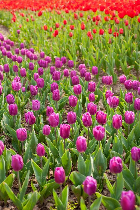 colorful tulips field (Misc) Photo Download