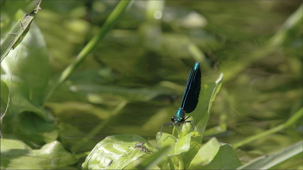 A Damselfly on Top of the Leaf A Damselfly on Top of the Leaf