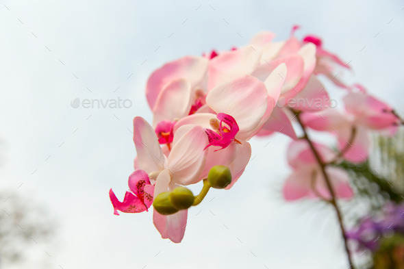 beautiful orchid flowers (Misc) Photo Download