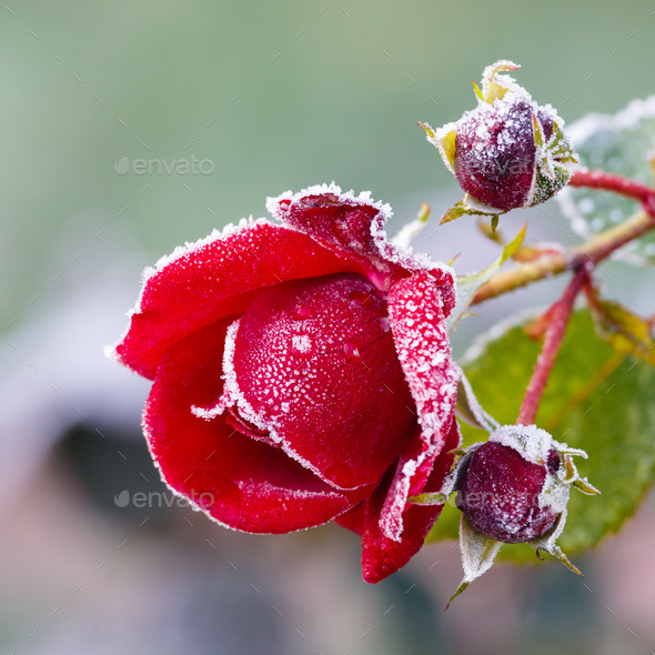 Rose covered with hoarfrost (Misc) Photo Download