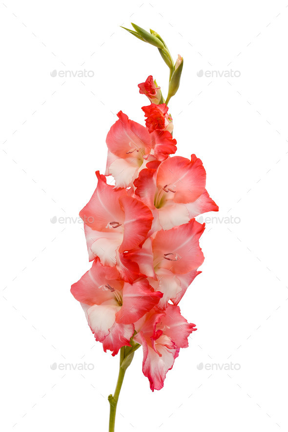 Pink gladiolus (Misc) Photo Download