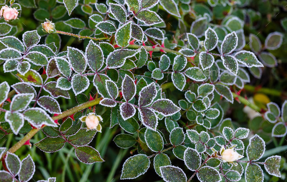 Leaves covered with hoarfrost (Misc) Photo Download