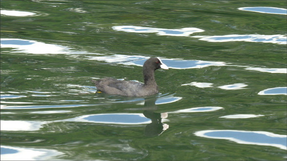 A Small Eurasian Coot Floating on the Lake A Small Eurasian Coot Floating on the Lake