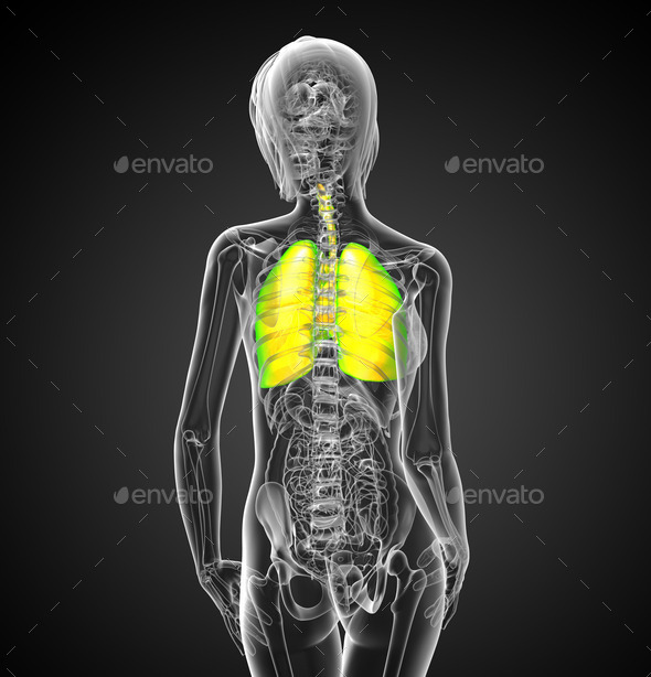 3d render medical illustration of the respiratory system