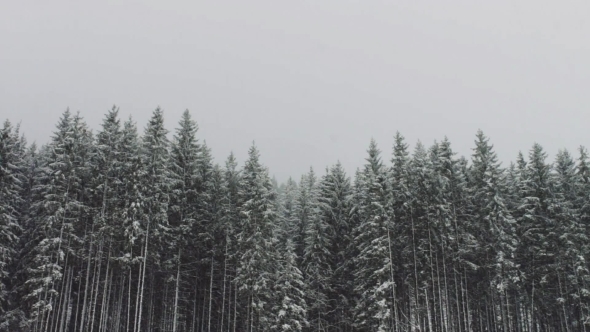 Strong Snow Againts Background Of Christmas Trees Strong Snow Againts Background Of Christmas Trees