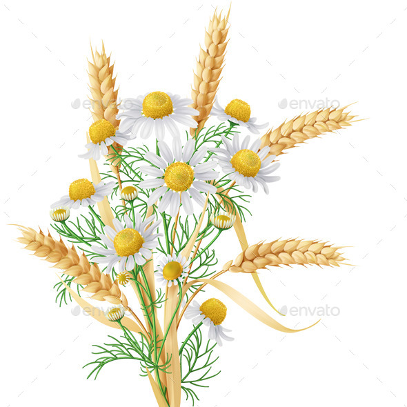 GraphicRiver Wild Chamomile and Wheat Ears Bunch 11257485 GraphicRiver Wild Chamomile and Wheat Ears Bunch 11257485