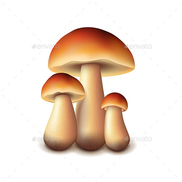GraphicRiver Forest Mushrooms 11259099 GraphicRiver Forest Mushrooms 11259099