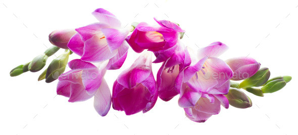 freesia flowers (Misc) Photo Download