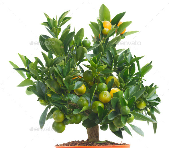 Tangerine tree (Misc) Photo Download