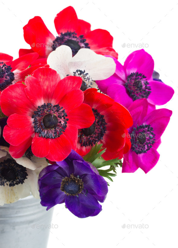 anemone flowers (Misc) Photo Download