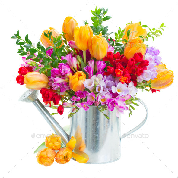 freesia and tulip flowers (Misc) Photo Download