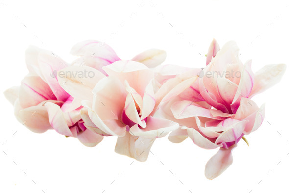 Blossoming pink magnolia tree Flowers (Misc) Photo Download