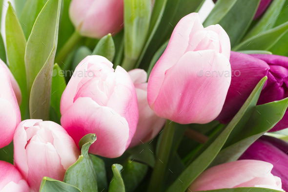 pink tulips on wooden table (Misc) Photo Download