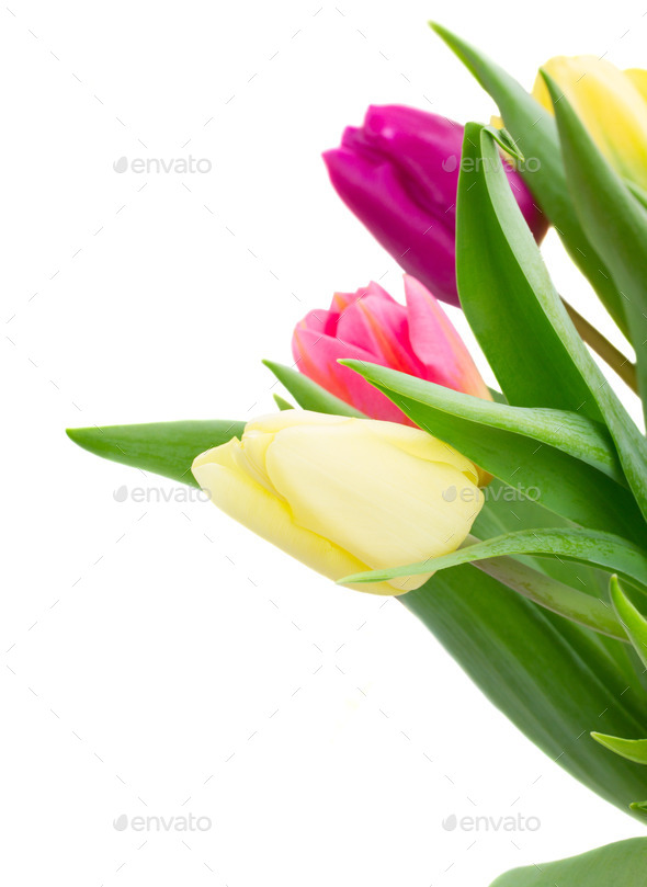 bouquet of yellow and purple tulip flowers (Misc) Photo Download