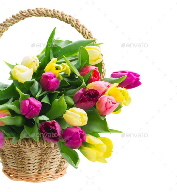 bouquet of yellow and purple tulip flowers (Misc) Photo Download