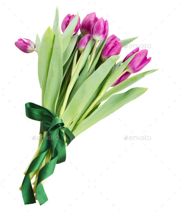 bouquet of purple tulip flowers (Misc) Photo Download