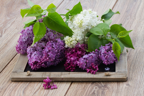 Lilac flowers on table (Misc) Photo Download