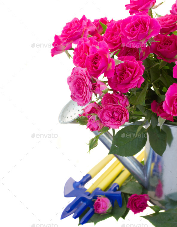 pink rose flowers with gardening tools (Misc) Photo Download