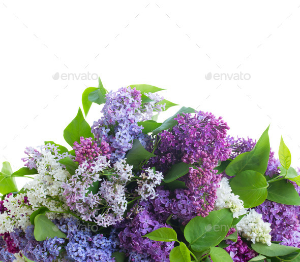 fresh lilac flowers (Misc) Photo Download