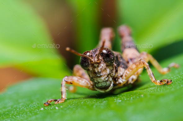 Brown grasshopper on leaf (Misc) Photo Download