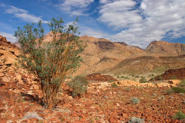 Desert landscape