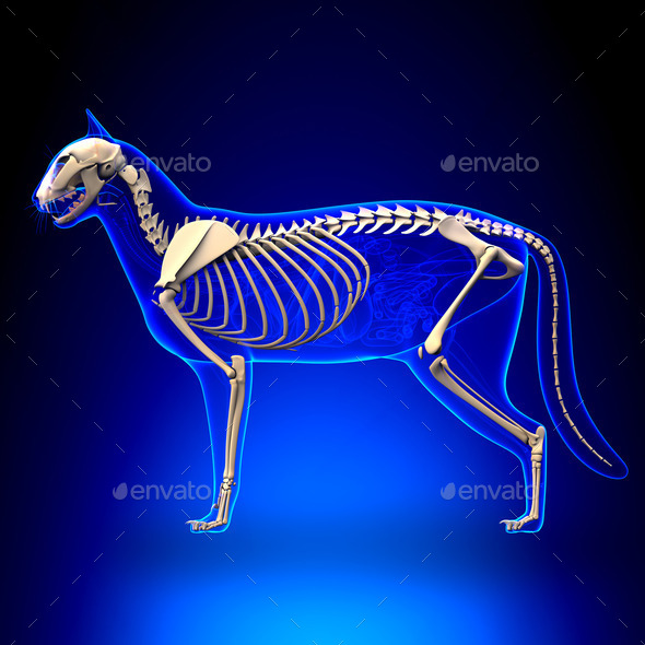 Cat Skeleton Anatomy - Anatomy of a Cat Skeleton