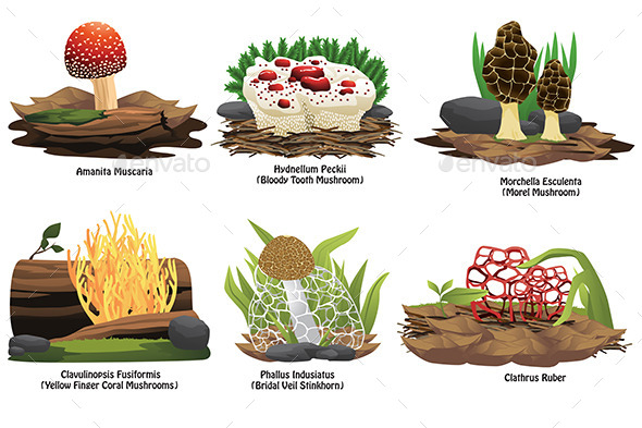 Different Types of Mushroom (Flowers & Plants)