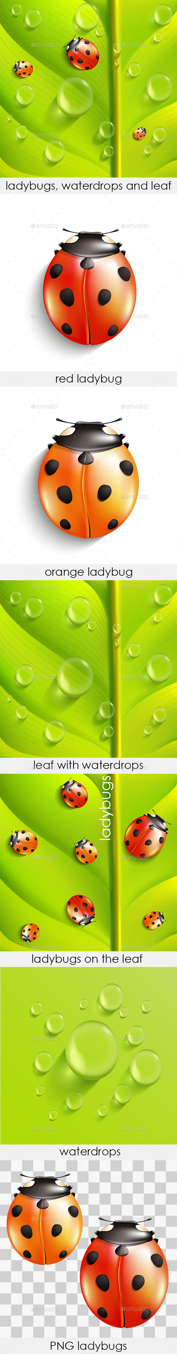 GraphicRiver Green Leaf with Ladybugs and Water Drops 11276633 GraphicRiver Green Leaf with Ladybugs and Water Drops 11276633