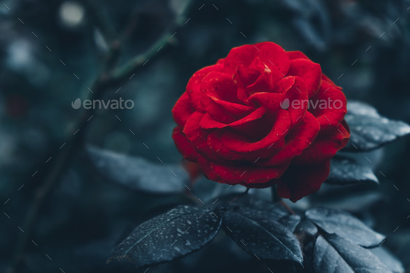 Red rose in garden (Misc) Photo Download