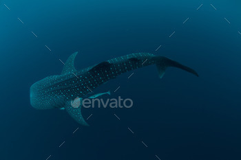 whale shark underwater