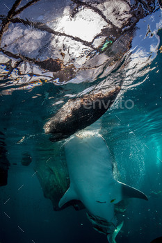 whale shark underwater